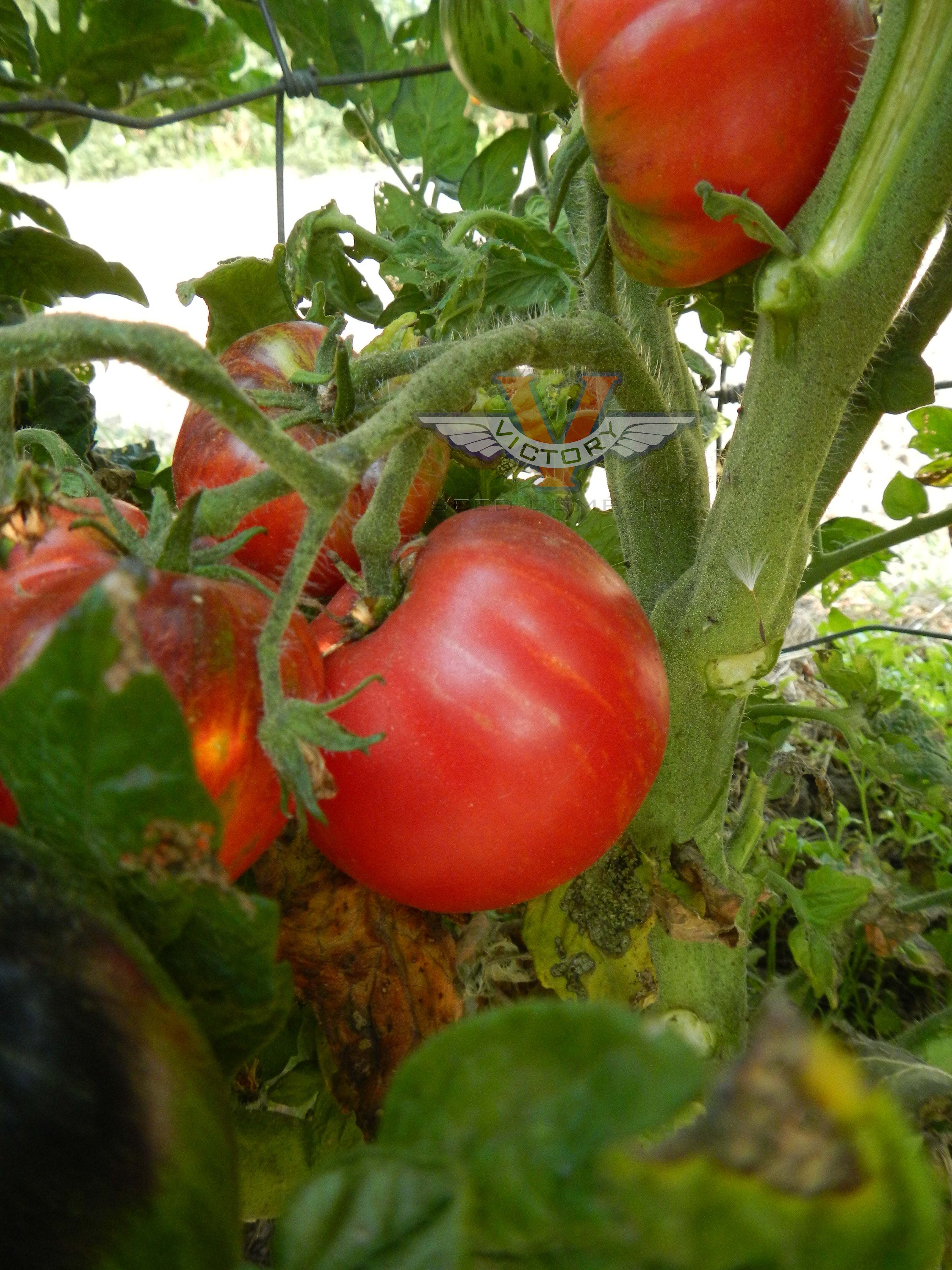 Gondwana Lightning Tomato