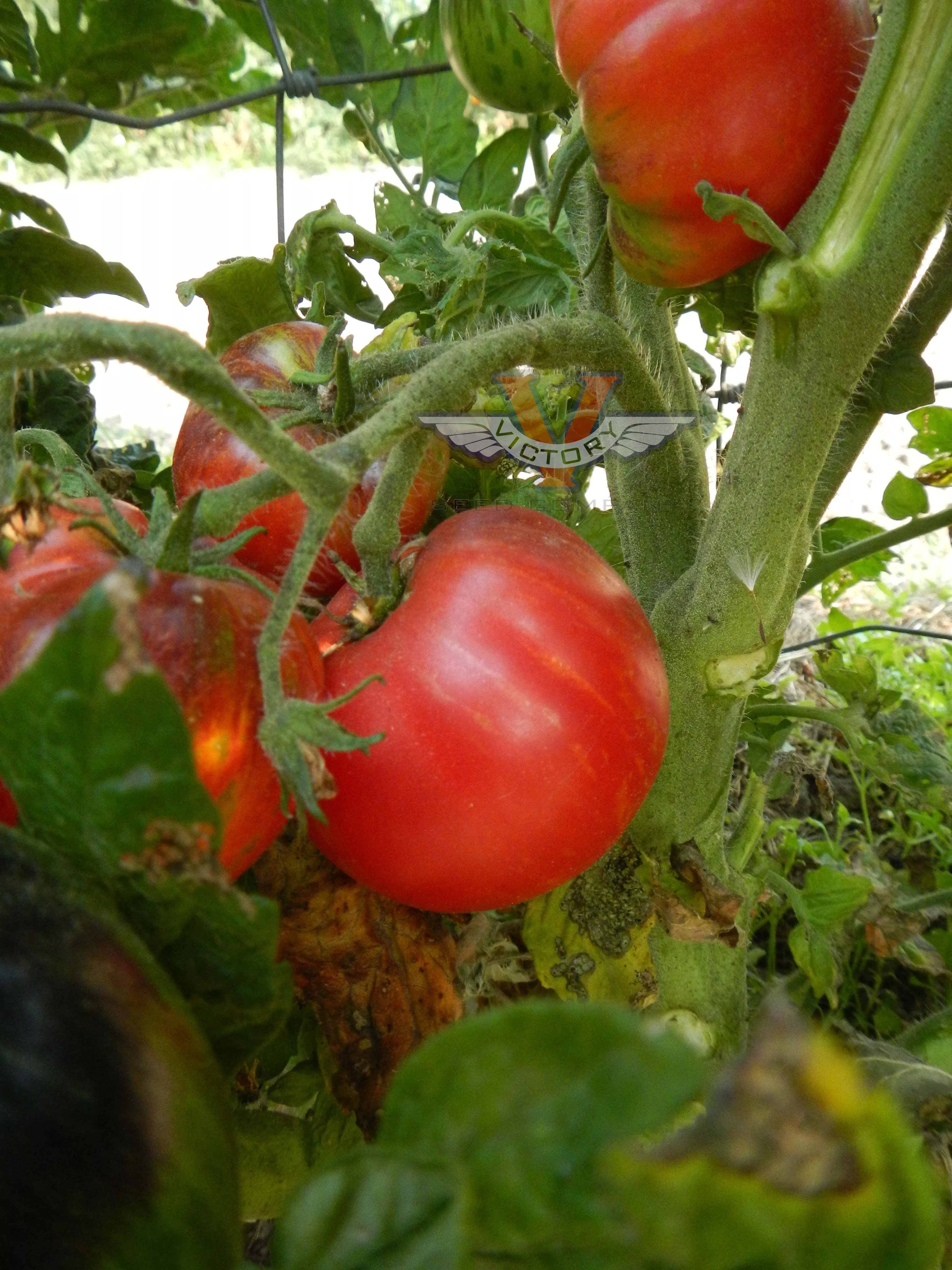 Gondwana Lightning Tomato