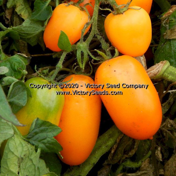 Dwarf Laura's Bounty Tomato