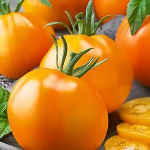 Burpee's Jubilee Tomato