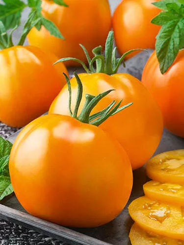 Burpee's Jubilee Tomato