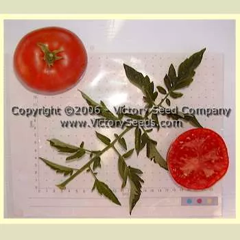 Livingston's Favorite Tomato