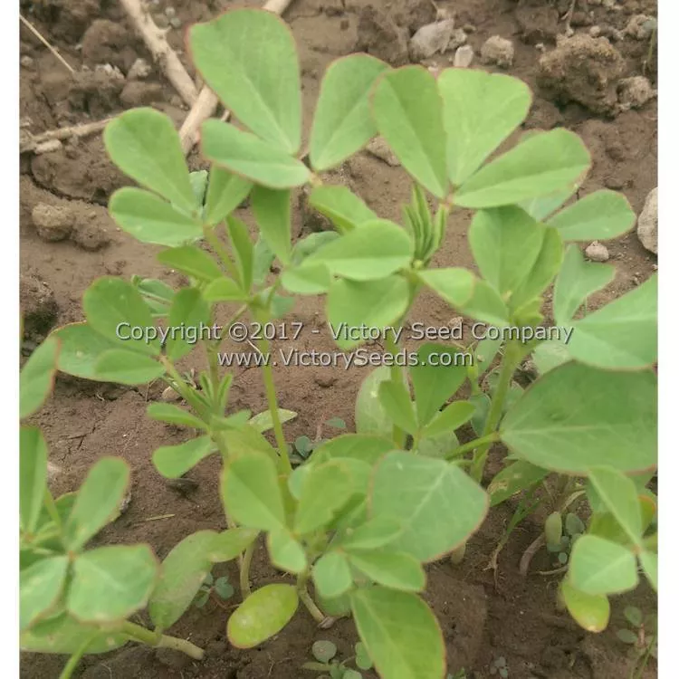 Fenugreek