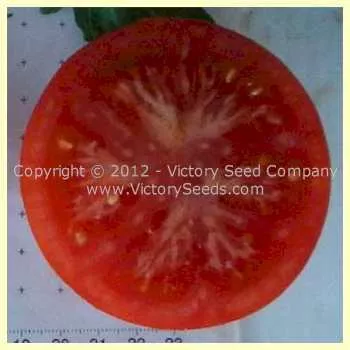 Matchum Tomato