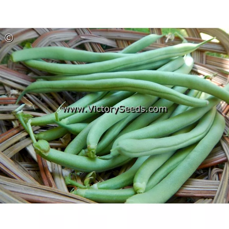 Landreth's Stringless Bush Green Garden Bean