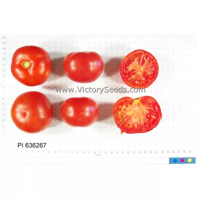 Kanora Tomato