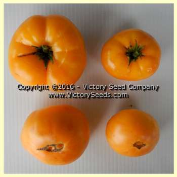 Dwarf Orange Cream Tomato