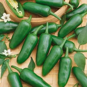 Jalapeno Hot Pepper
