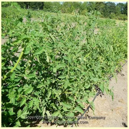 Ailsa Craig Tomato