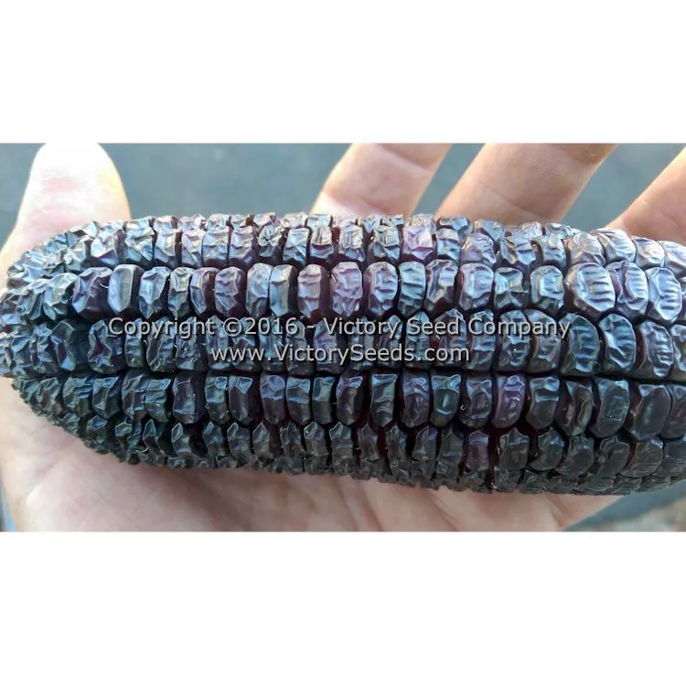 Midnight Snack Sweet Corn