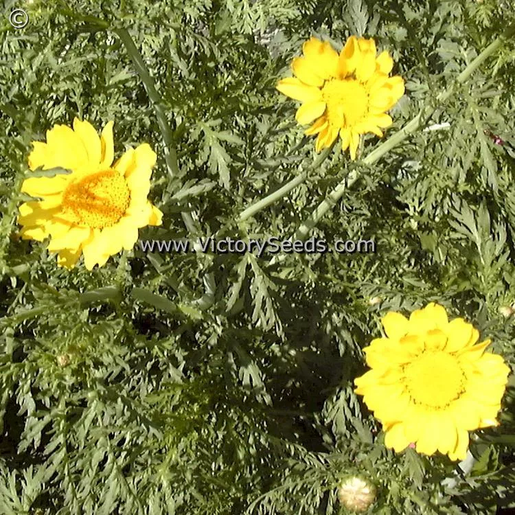 Daisy, Garland