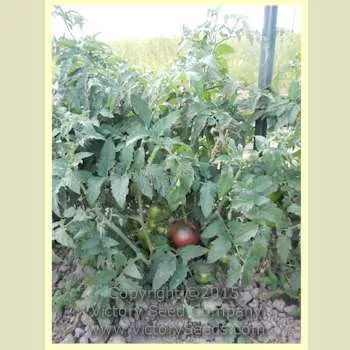Dwarf Purple Heart Tomato