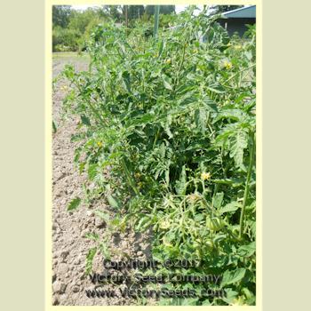 Missouri Pink Love Apple Tomato