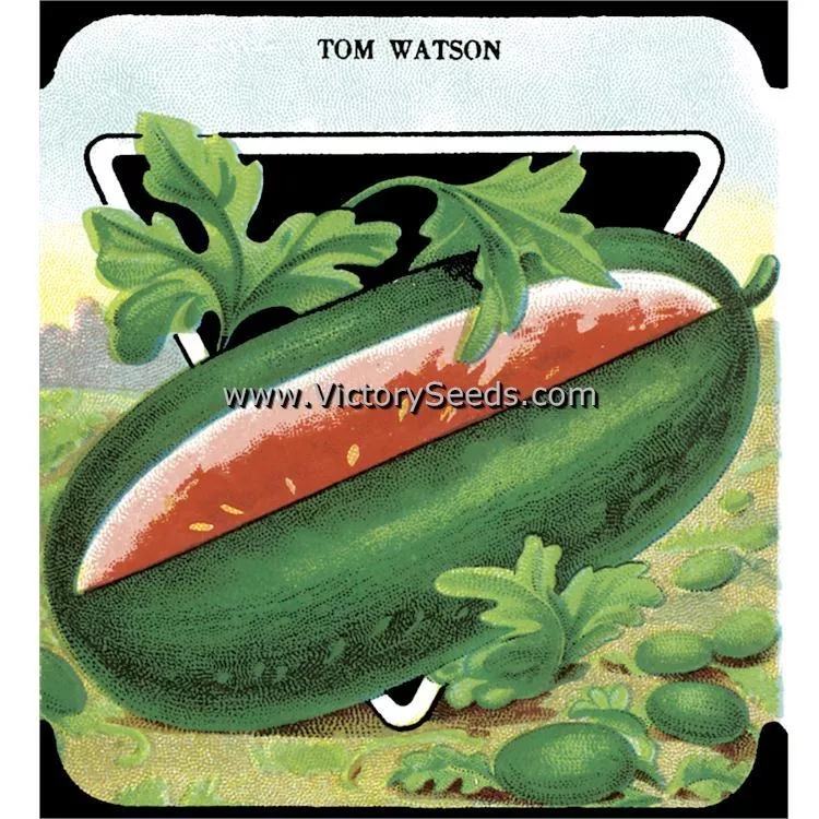 Tom Watson Watermelon
