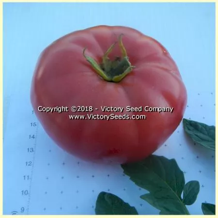 Livingston's Main Crop Pink Tomato