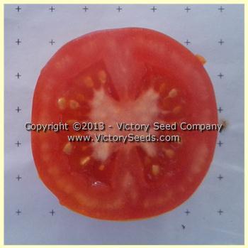 Polish Dwarf Tomato