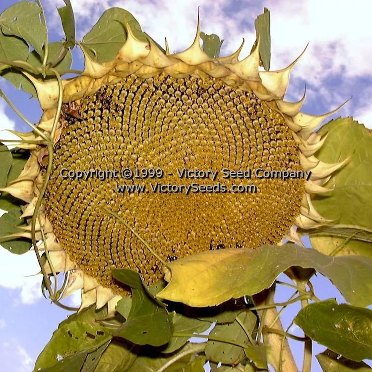 Sunflower, Giant Greystripe