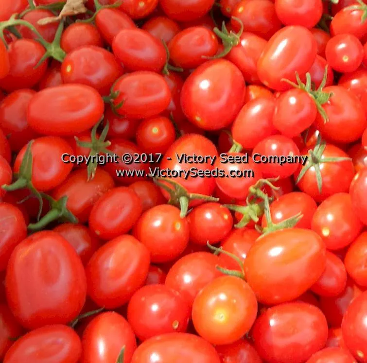 Red Grape Tomato