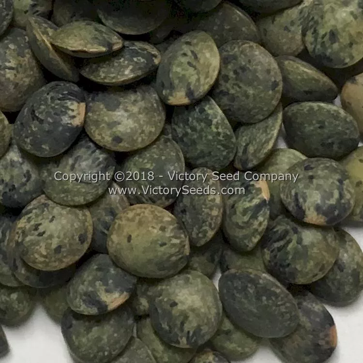 French Green Lentils