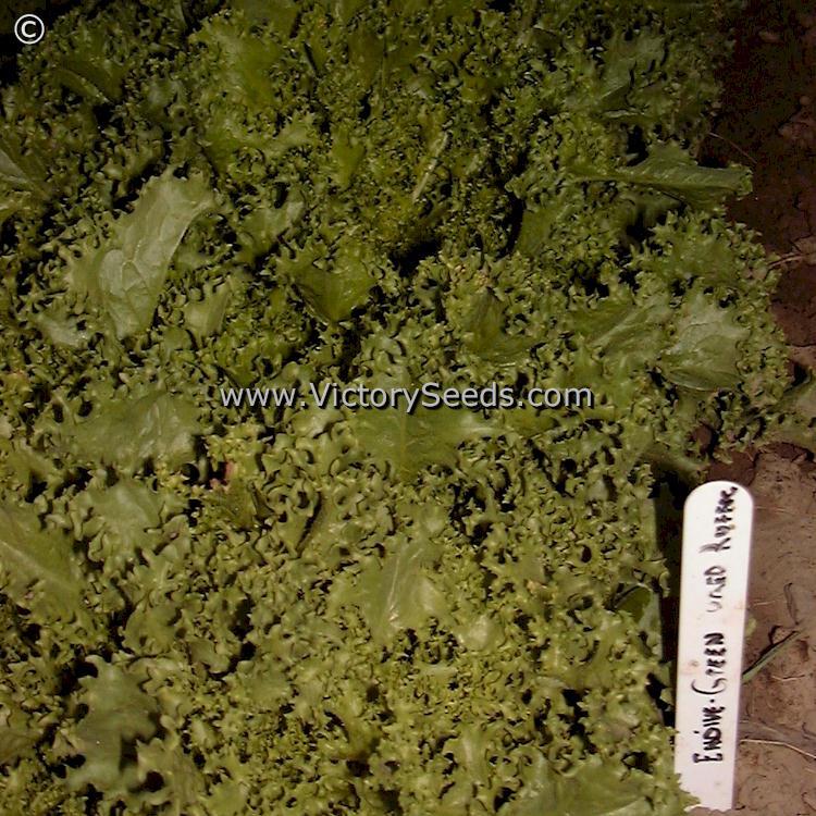 Green Curled Ruffec Endive