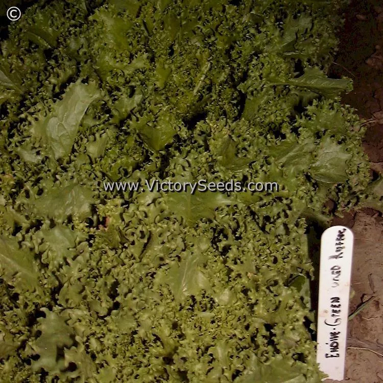 Green Curled Ruffec Endive