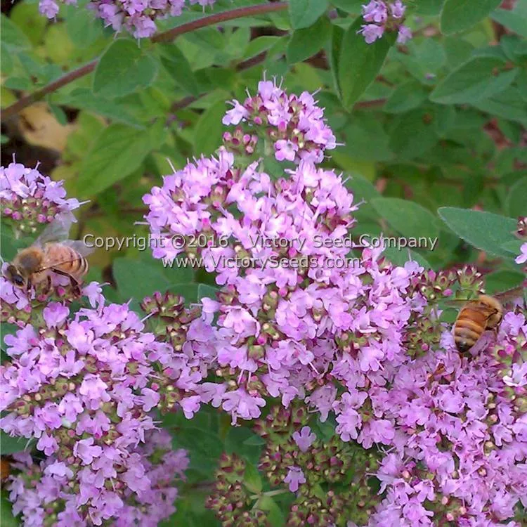 Oregano - Common Italian