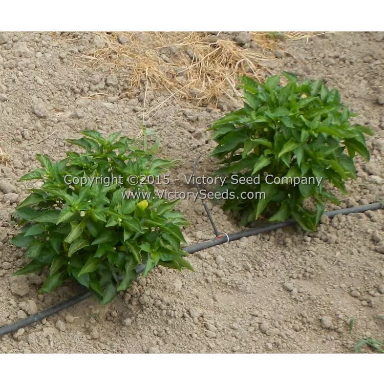 Neapolitan Pepper