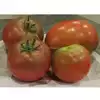 Dwarf Hazy's Dream Tomato