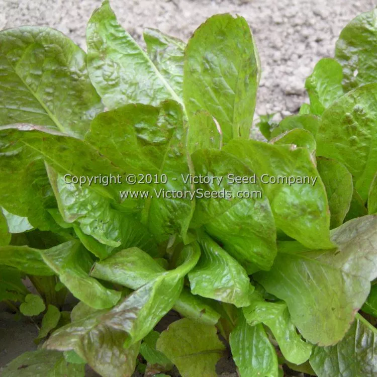 Cimmaron Romaine Lettuce