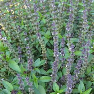 Basil, Licorice or Thai