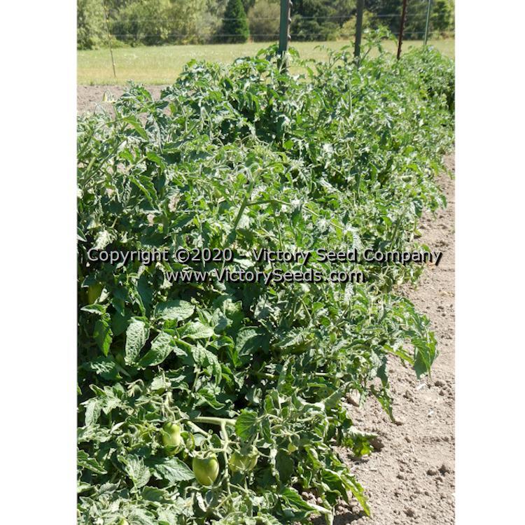 Dwarf Laura's Bounty Tomato