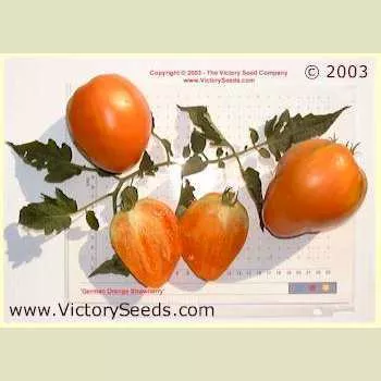 Orange Strawberry Tomato