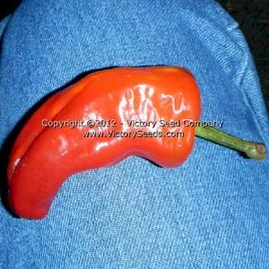 Neapolitan Pepper