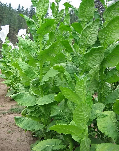 Connecticut Shade Tobacco