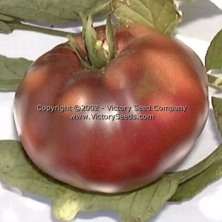 Cherokee Purple Tomato