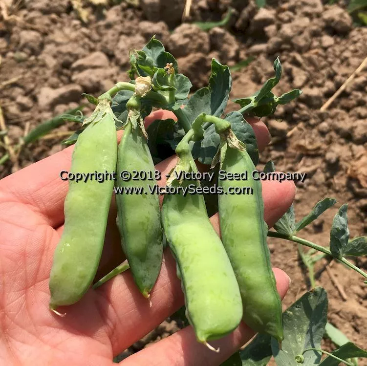 Badger Garden Pea