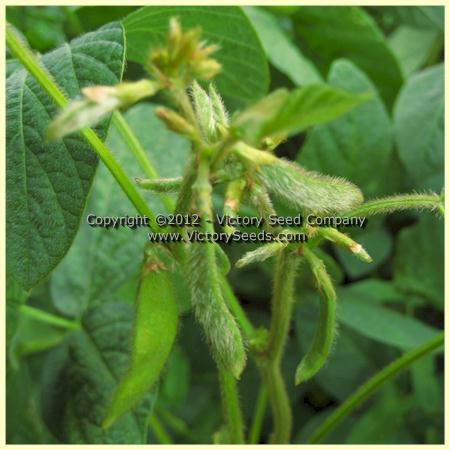 An Dunscaja Soybean