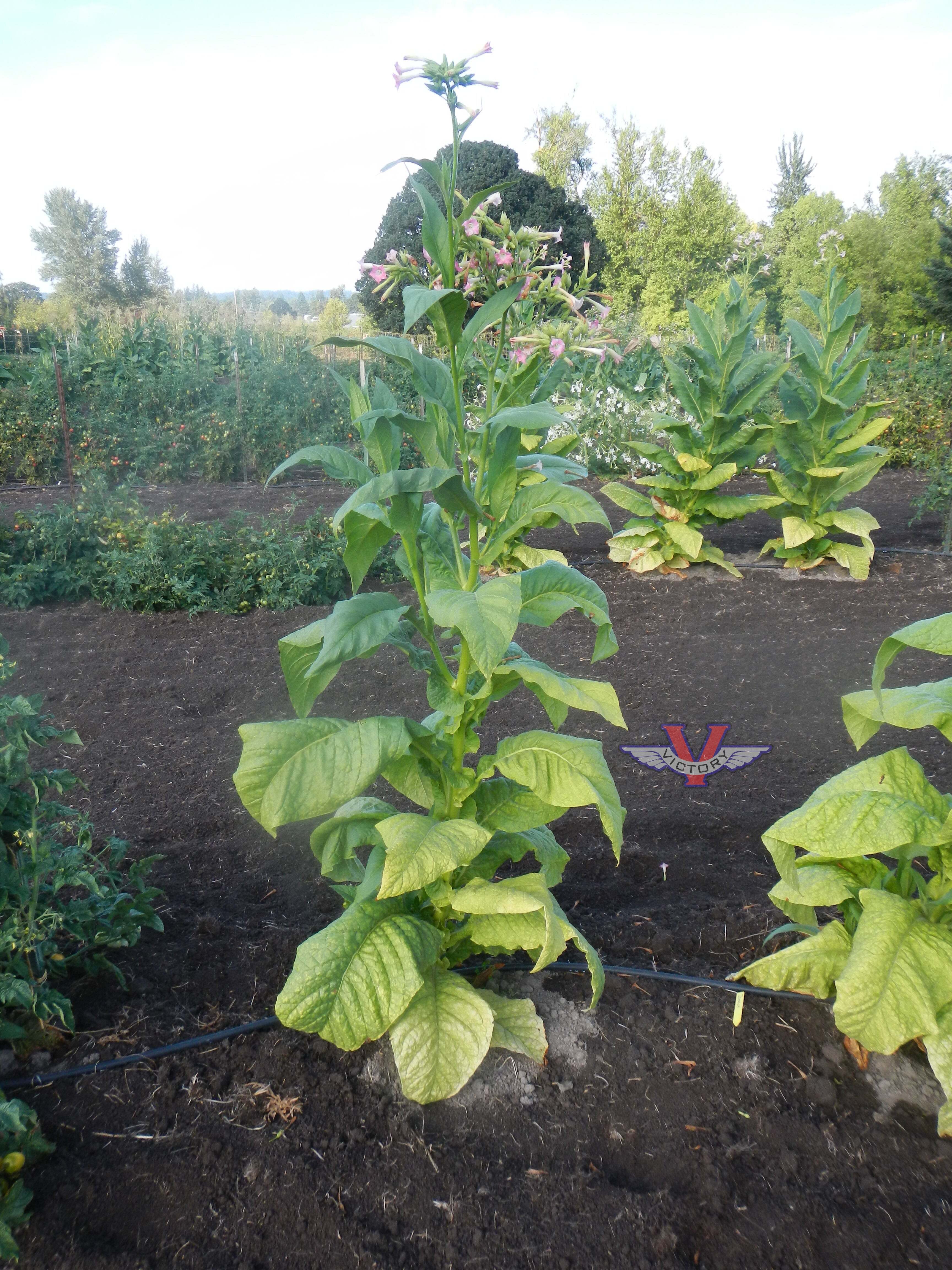 Jamaica Tobacco
