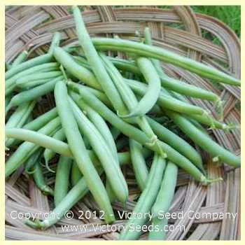 Slenderette Bush Green Garden Bean
