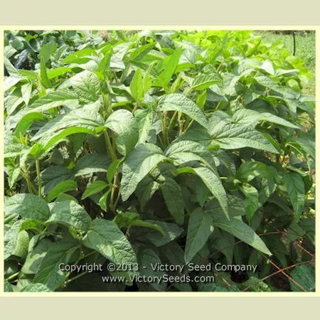 Hokkaido Black Soybean