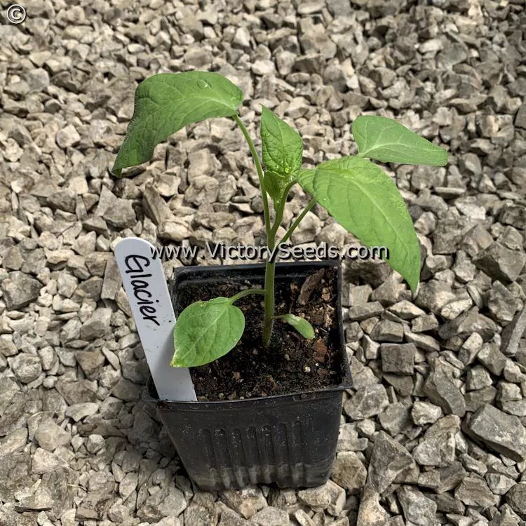 Glacier Tomato