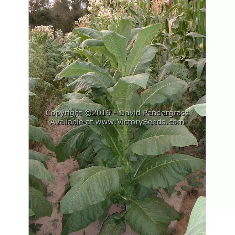 Bonanza Tobacco