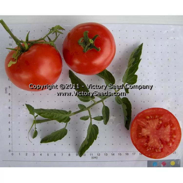 Heinz VF Tomato