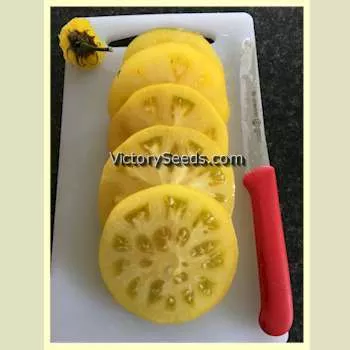 Dwarf Golden Tipsy Tomato
