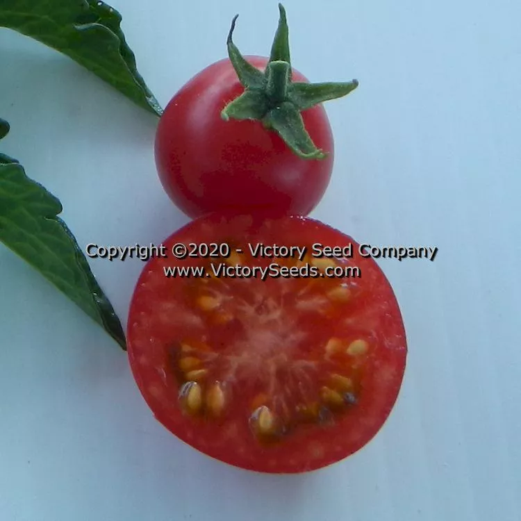 Dwarf Johnson's Cherry Tomato