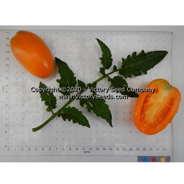 Dwarf Laura's Bounty Tomato
