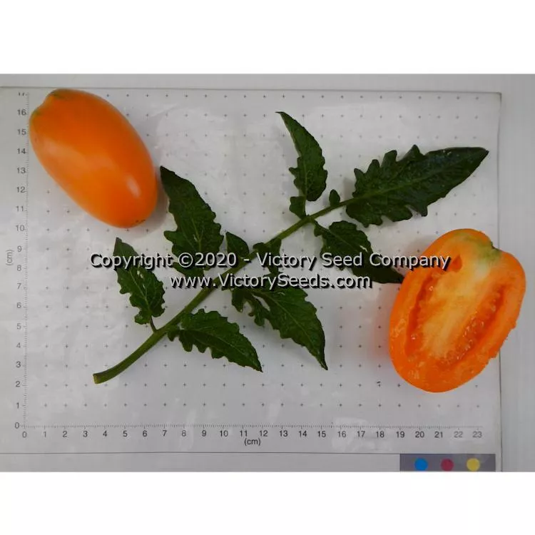 Dwarf Laura's Bounty Tomato