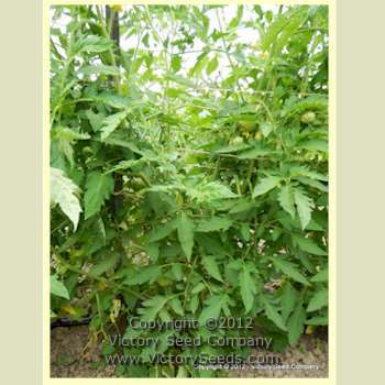 Ashleigh Tomato