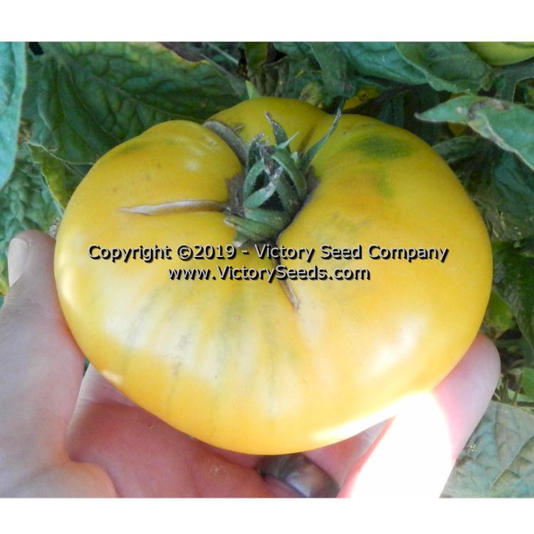 Dwarf CC McGee Tomato