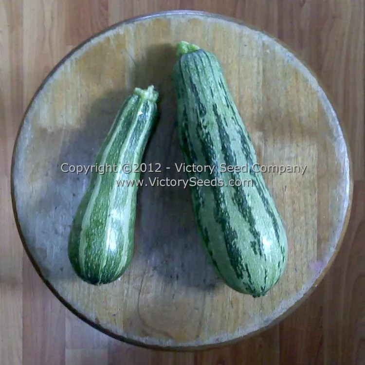 Cocozelle Zucchini Summer Squash